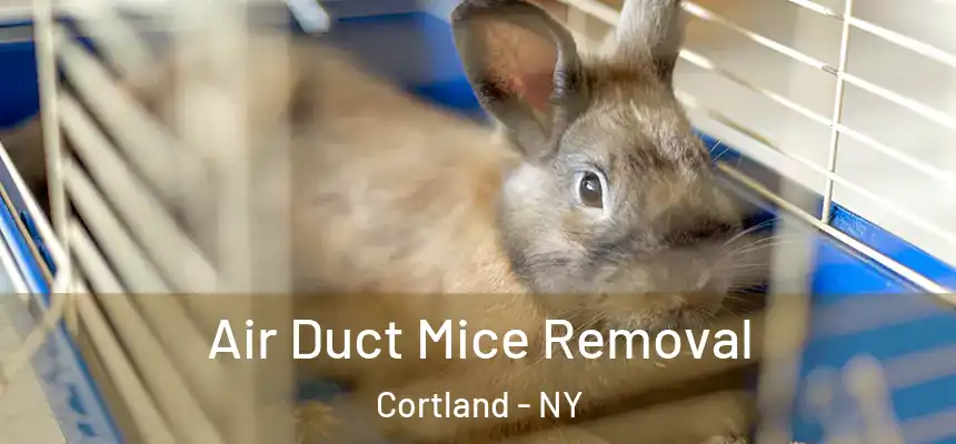  Air Duct Mice Removal Cortland - NY
