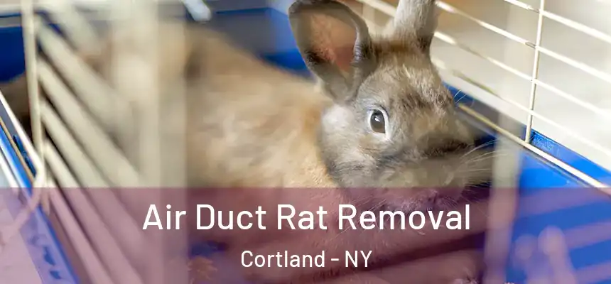  Air Duct Rat Removal Cortland - NY